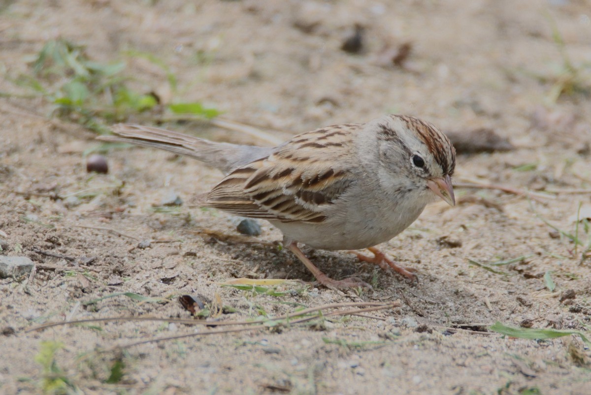 Chipping Sparrow - ML615930785