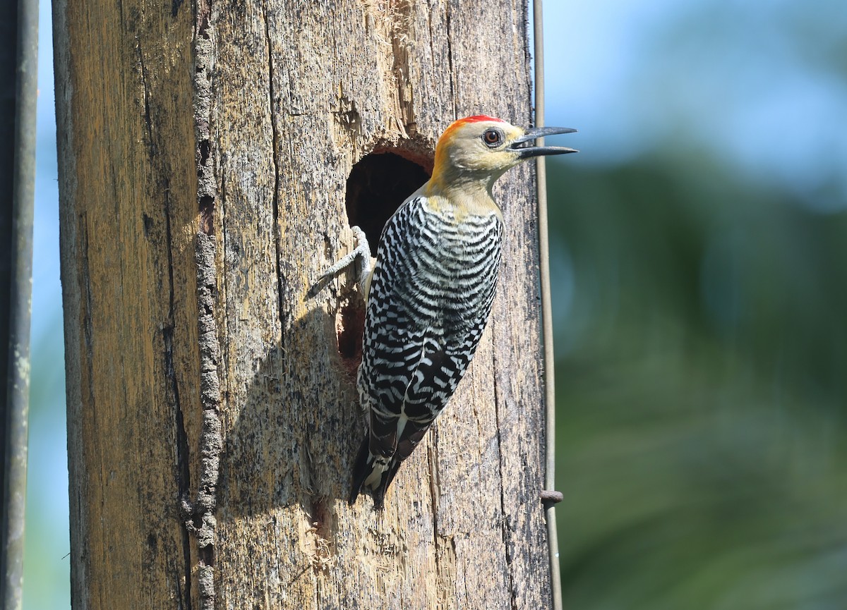 Hoffmann's Woodpecker - ML615930815