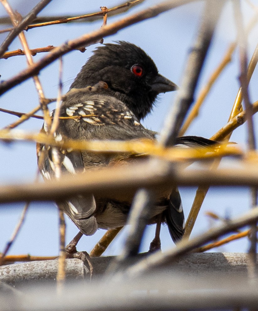 Spotted Towhee - ML615930938