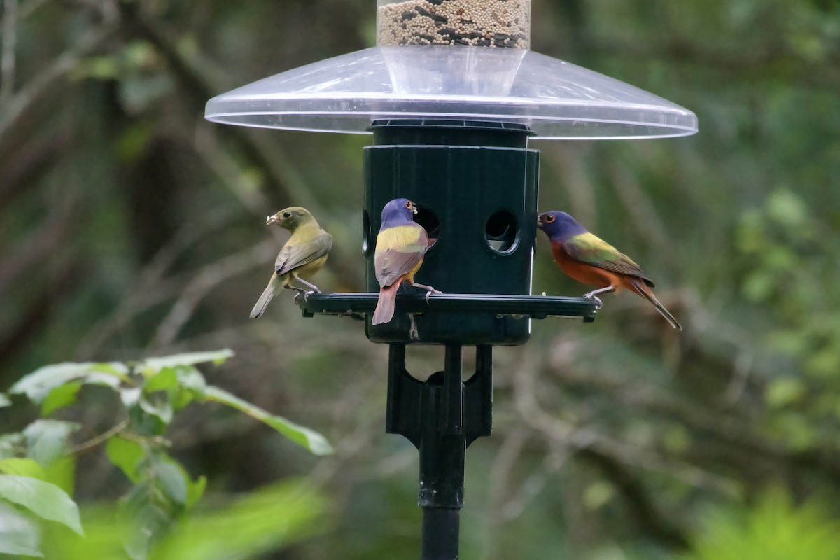 Painted Bunting - ML615931213