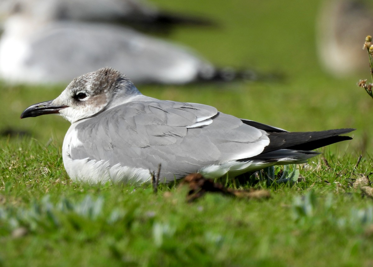 Laughing Gull - Dallas Levey