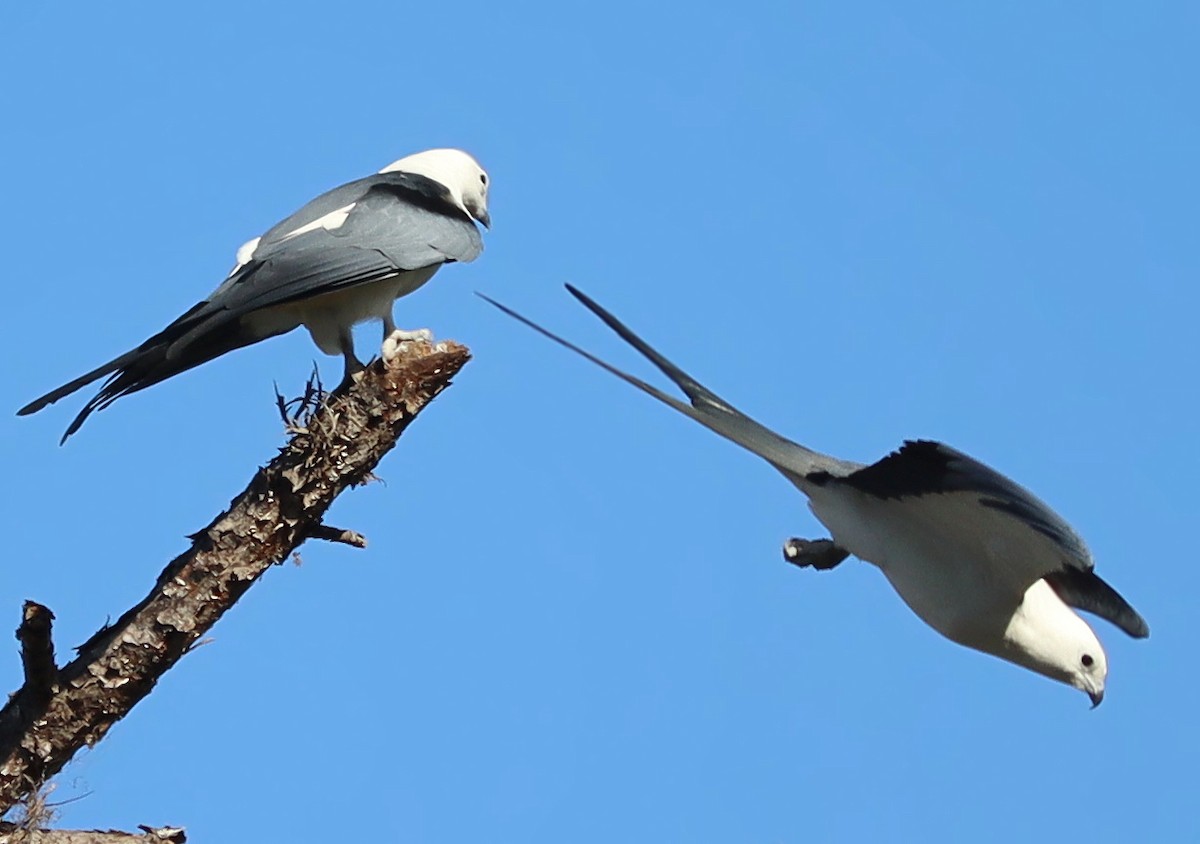 Swallow-tailed Kite - ML615931270