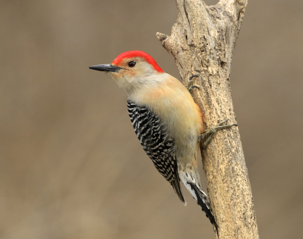 Red-bellied Woodpecker - ML615931381