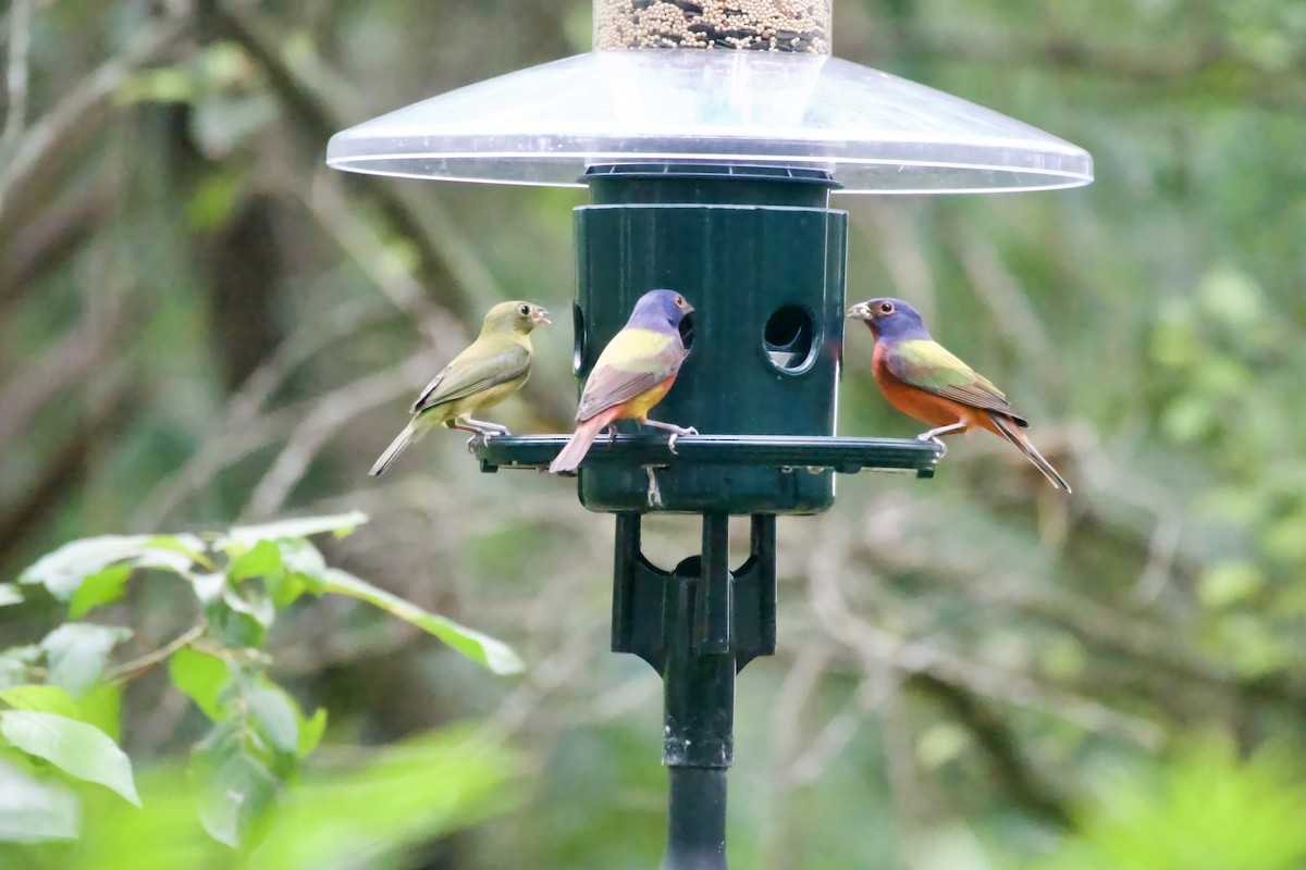 Painted Bunting - ML615931384