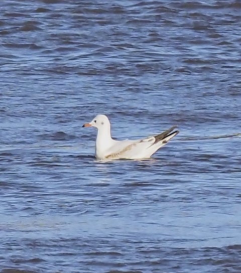 Mouette rieuse - ML615931401