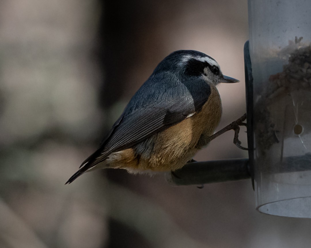 Red-breasted Nuthatch - ML615931459