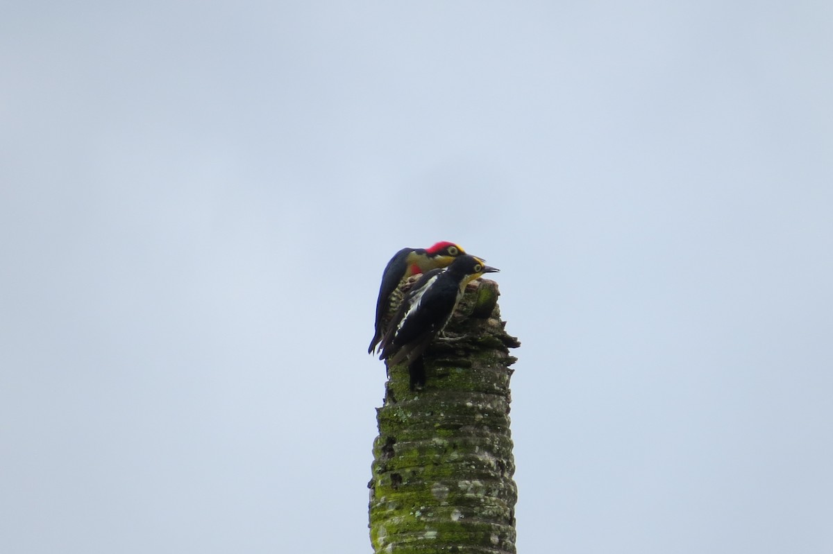 Yellow-fronted Woodpecker - ML615931559