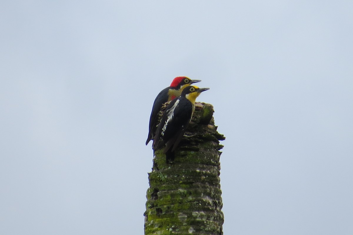 Yellow-fronted Woodpecker - ML615931560
