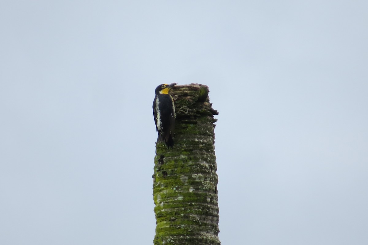 Yellow-fronted Woodpecker - ML615931561