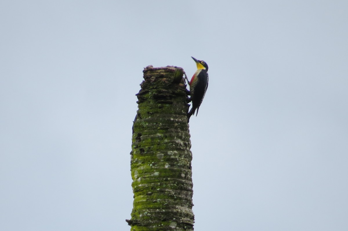 Yellow-fronted Woodpecker - ML615931562