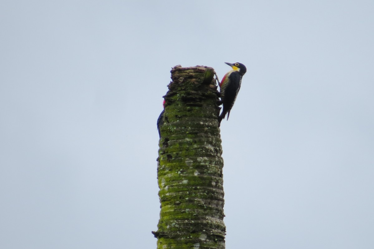 Yellow-fronted Woodpecker - ML615931563