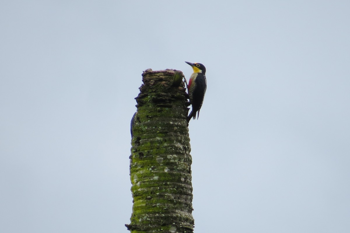 Yellow-fronted Woodpecker - ML615931564