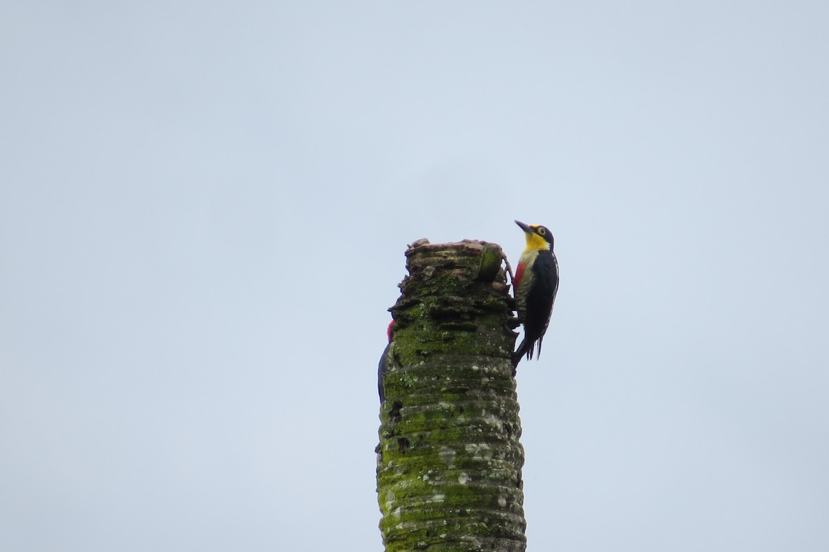 Yellow-fronted Woodpecker - Cleberton Bianchini