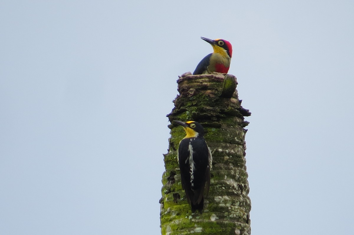 Yellow-fronted Woodpecker - ML615931566