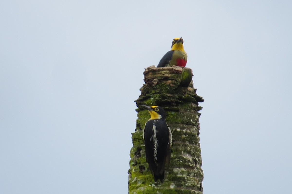 Yellow-fronted Woodpecker - ML615931567