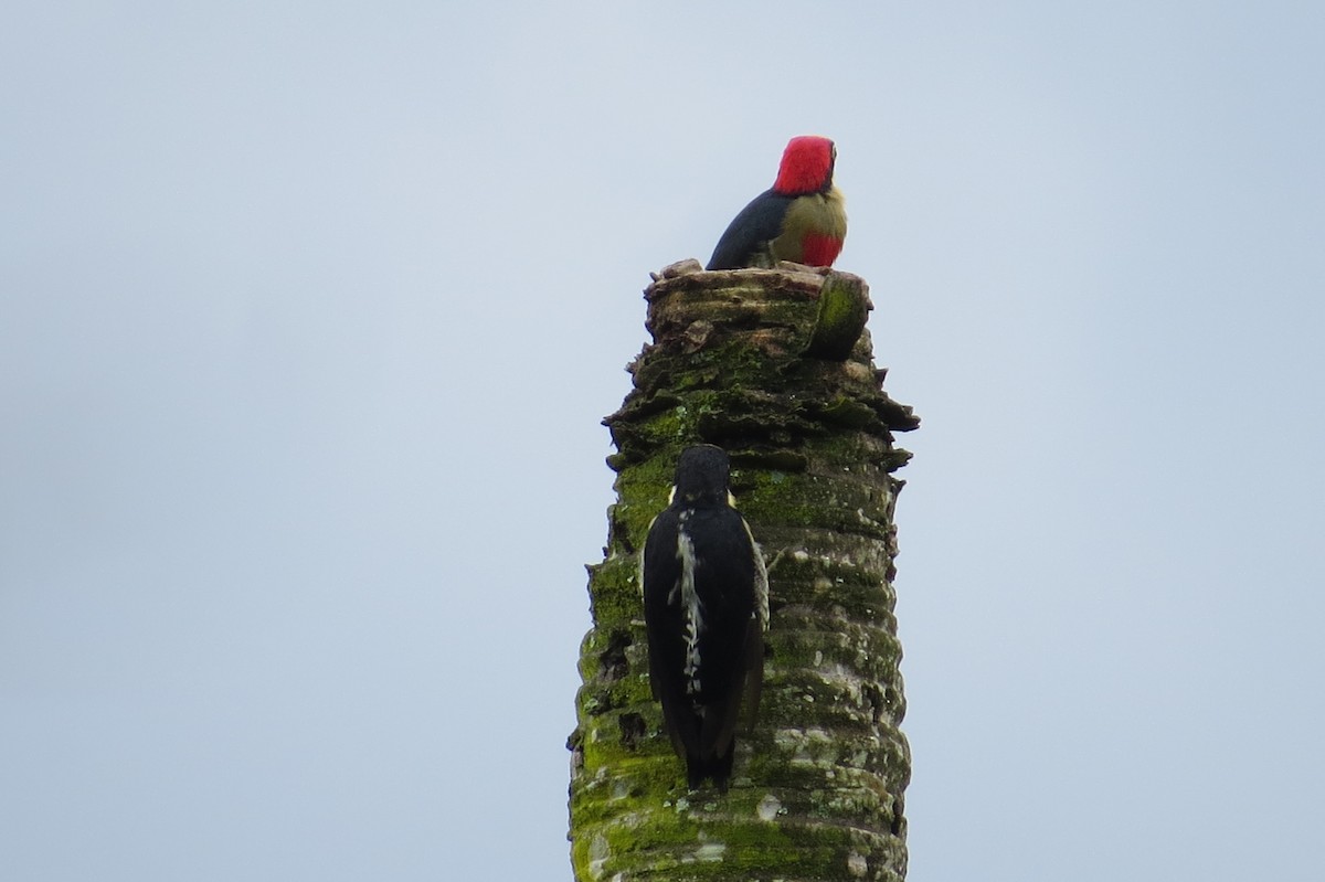 Yellow-fronted Woodpecker - ML615931568