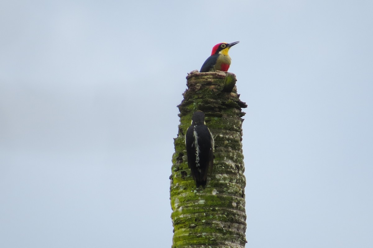 Yellow-fronted Woodpecker - ML615931569