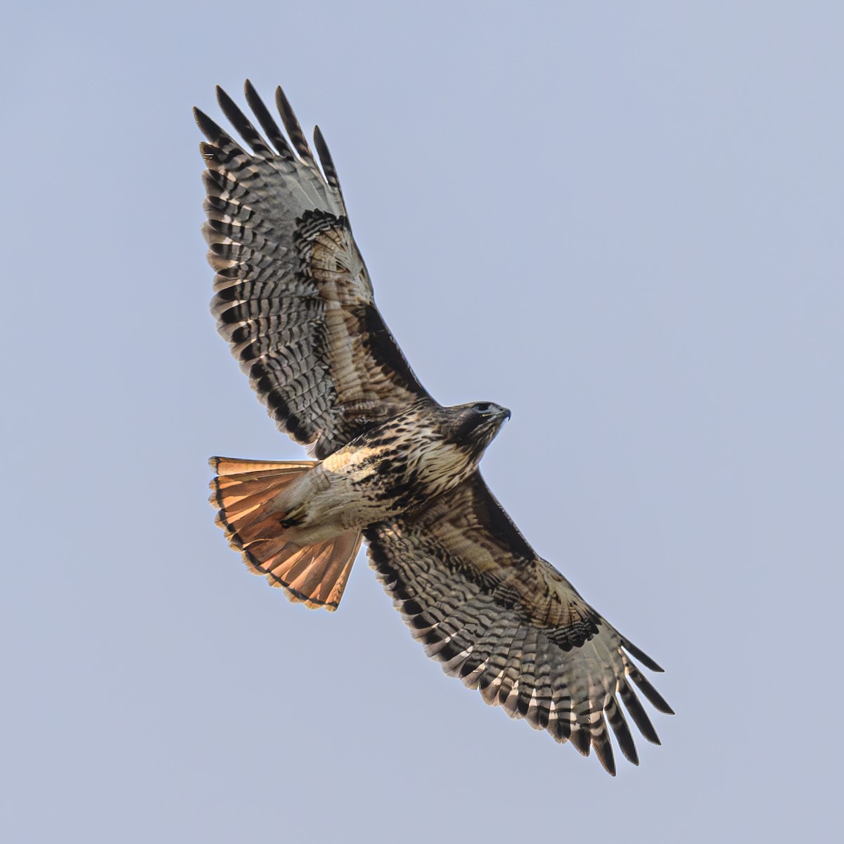 Red-tailed Hawk - ML615931782