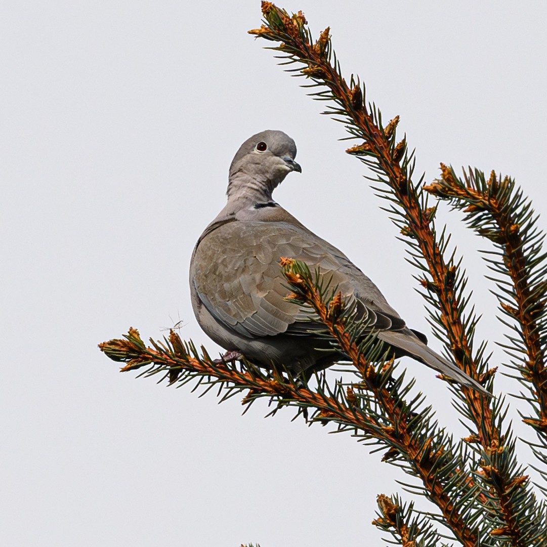 Eurasian Collared-Dove - ML615931871