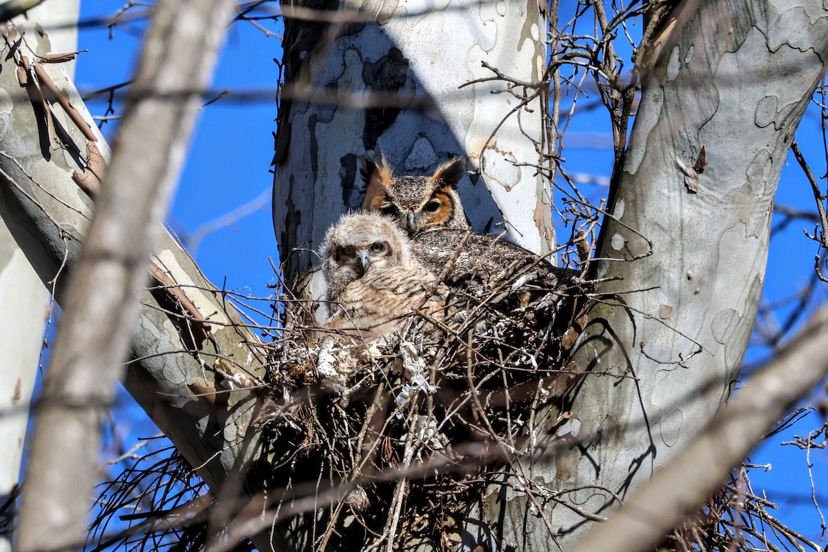 Great Horned Owl - ML615931912
