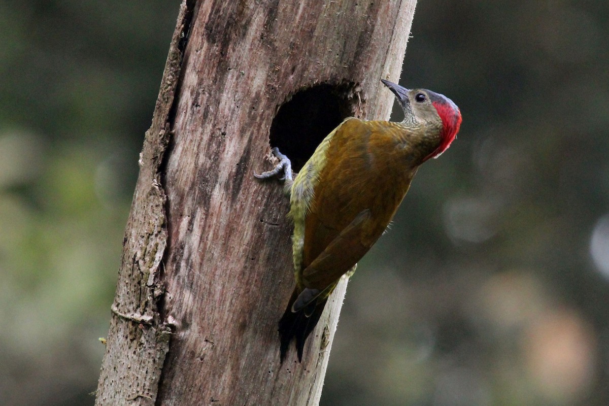 Golden-olive Woodpecker - Kathryn Dick