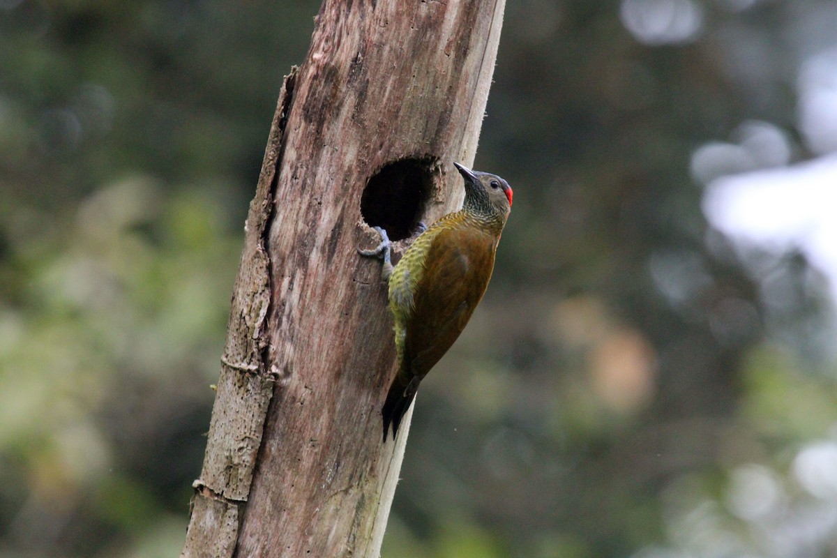 Golden-olive Woodpecker - ML615931942