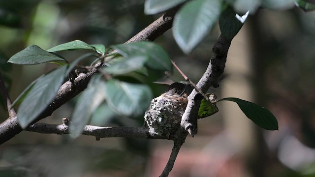 Anna's Hummingbird - ML615932187