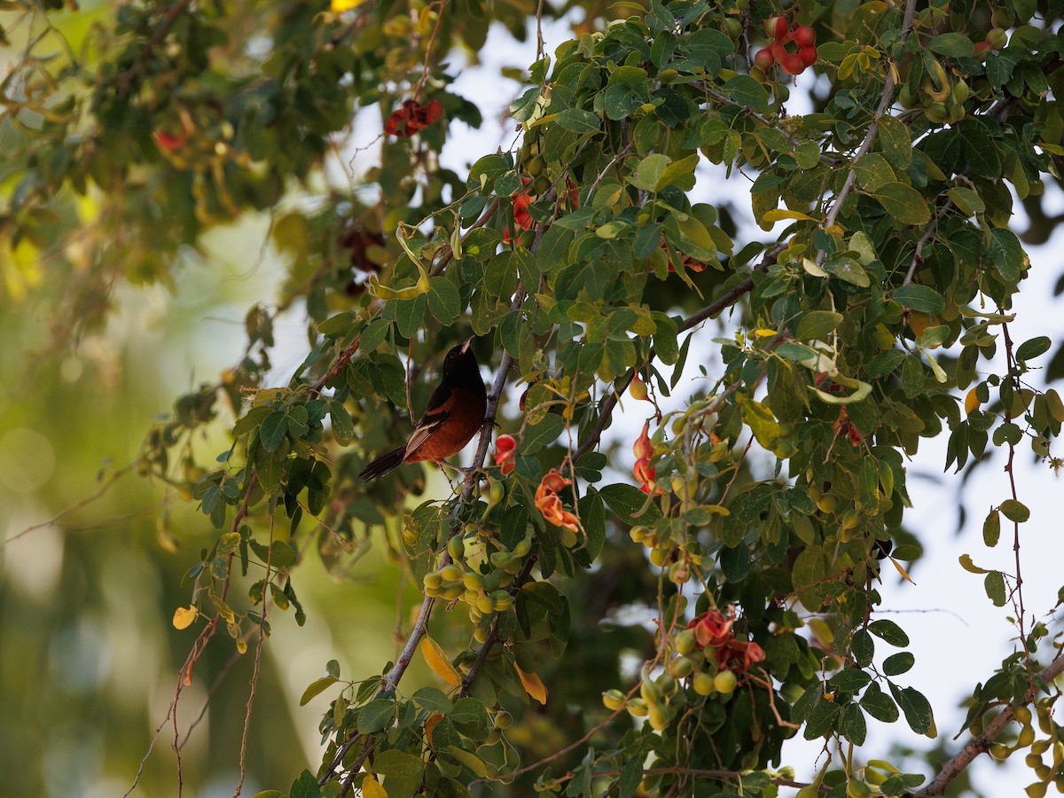 Orchard Oriole - ML615932215