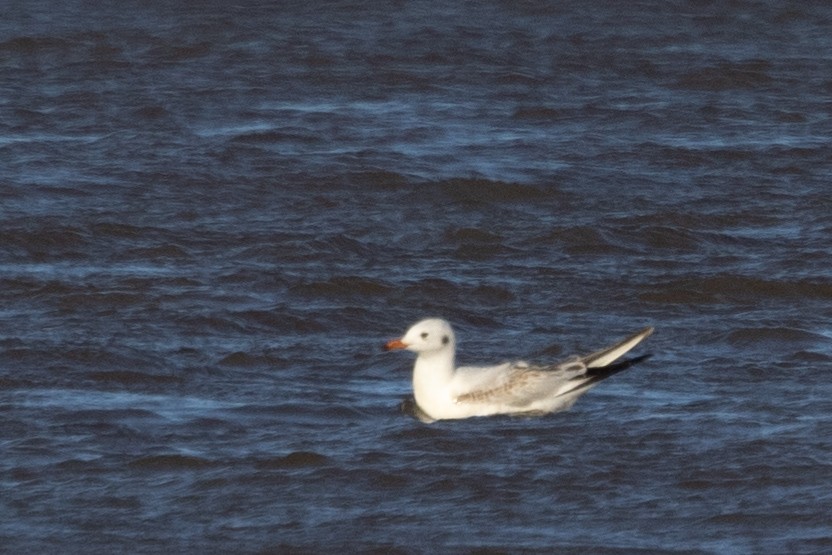 Mouette rieuse - ML615932296