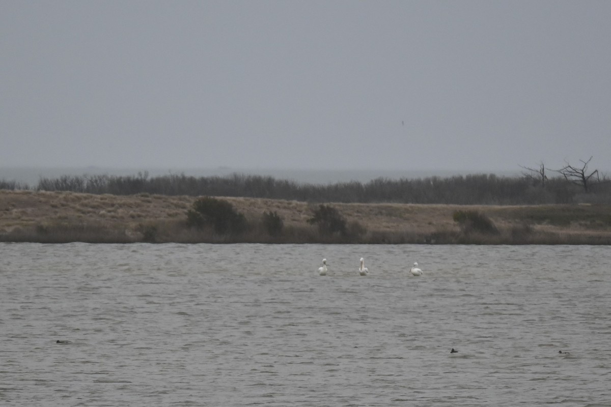 pelikán severoamerický - ML615932340