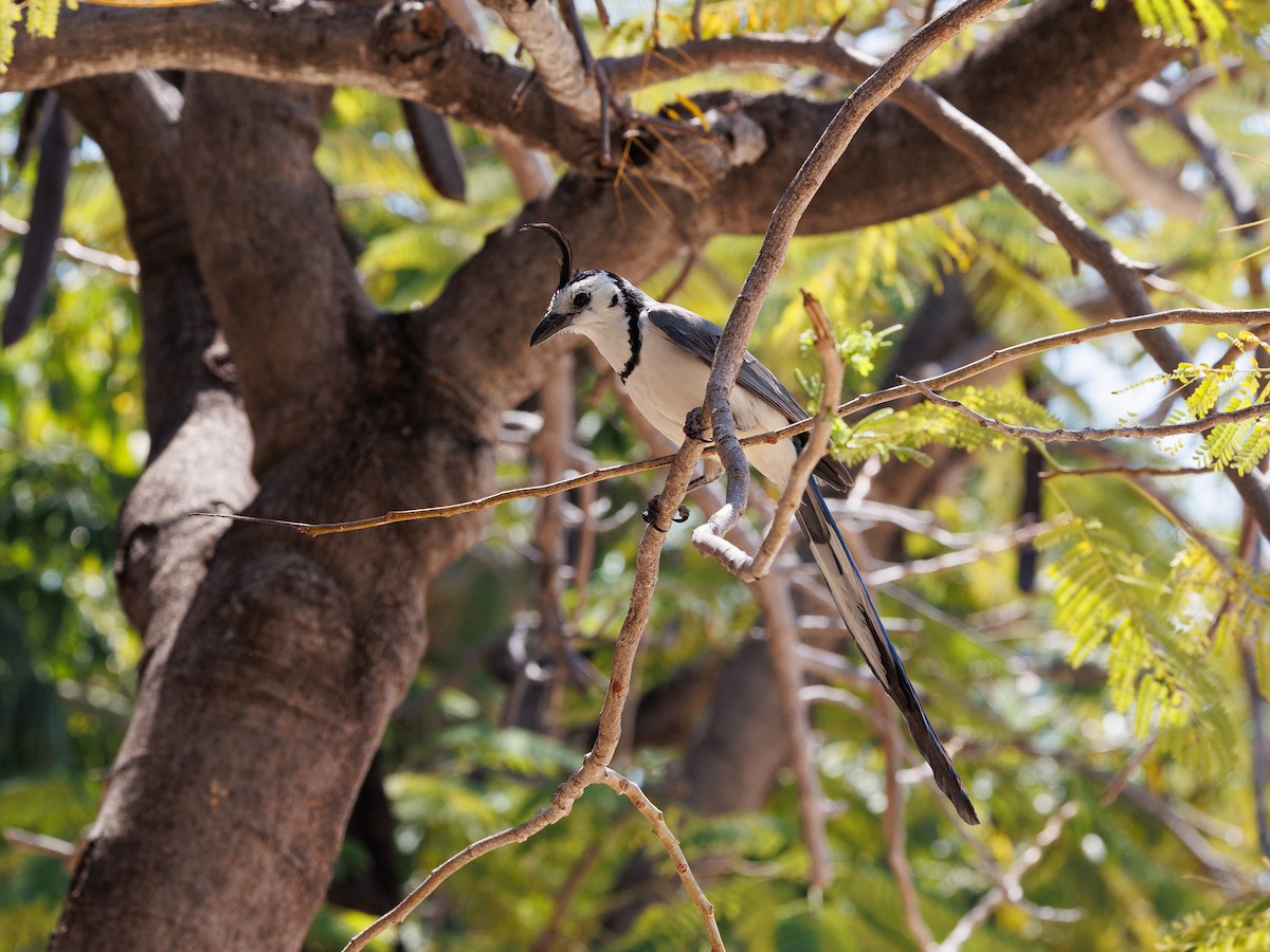 White-throated Magpie-Jay - ML615932370