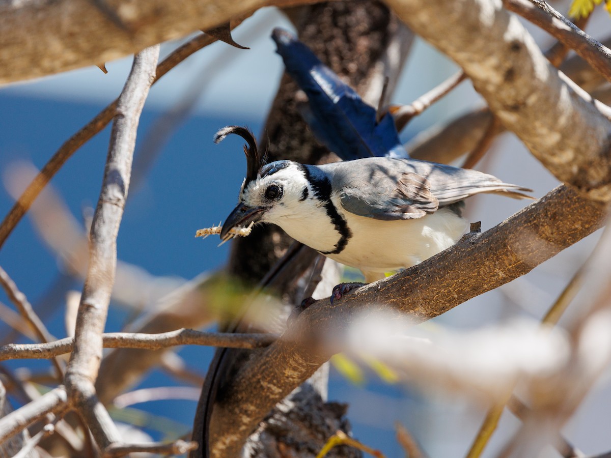 White-throated Magpie-Jay - ML615932371