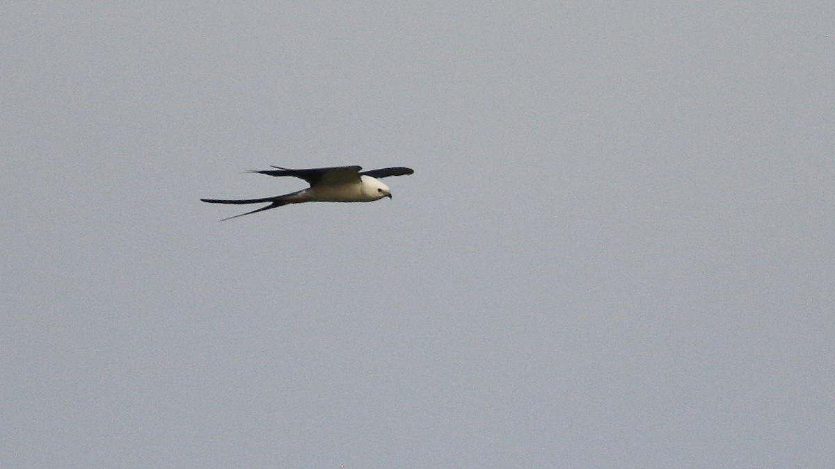 Swallow-tailed Kite - ML615932422