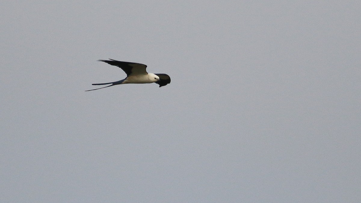 Swallow-tailed Kite - Anuar López