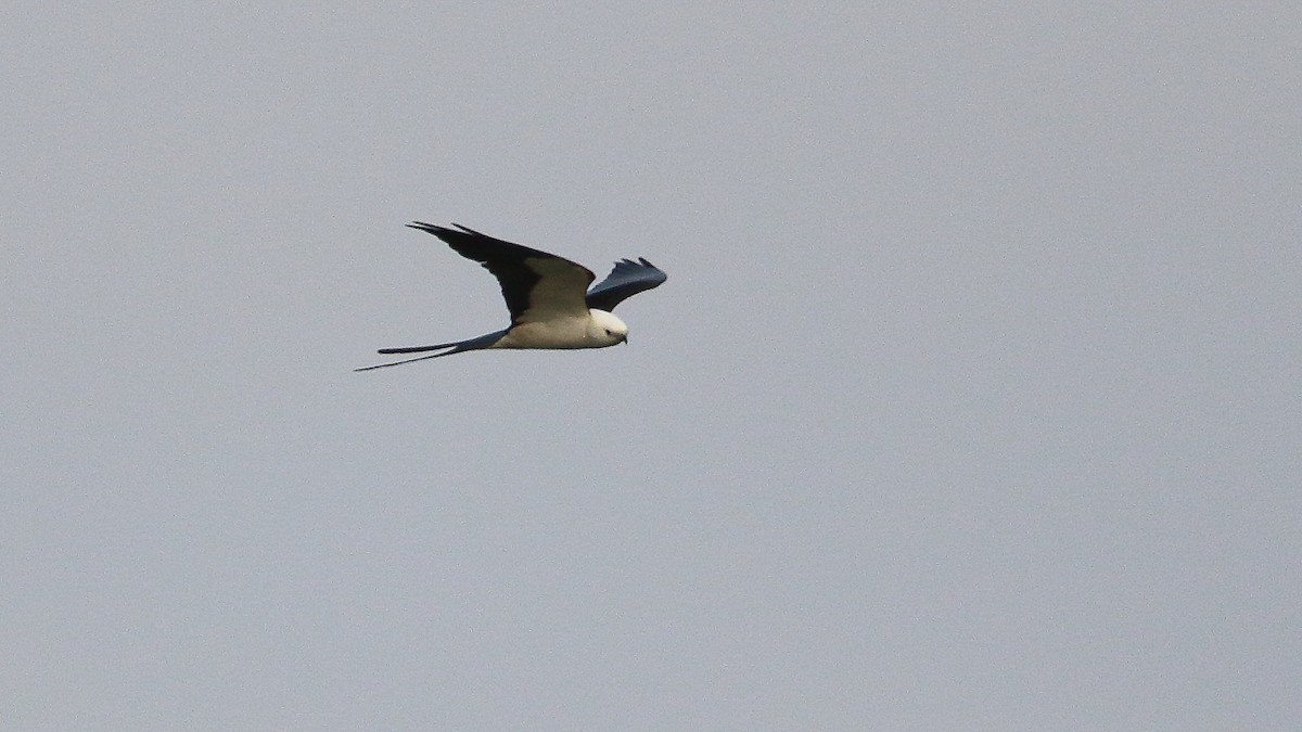 Swallow-tailed Kite - ML615932424