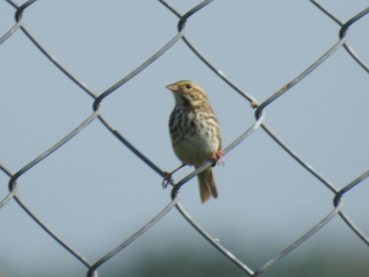 Savannah Sparrow - ML615932660