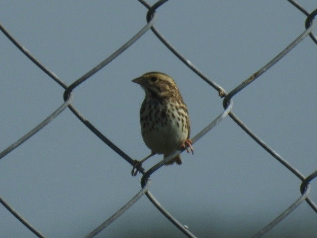 Savannah Sparrow - ML615932661