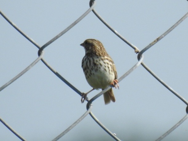 Savannah Sparrow - ML615932662