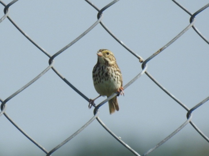 Savannah Sparrow - ML615932663