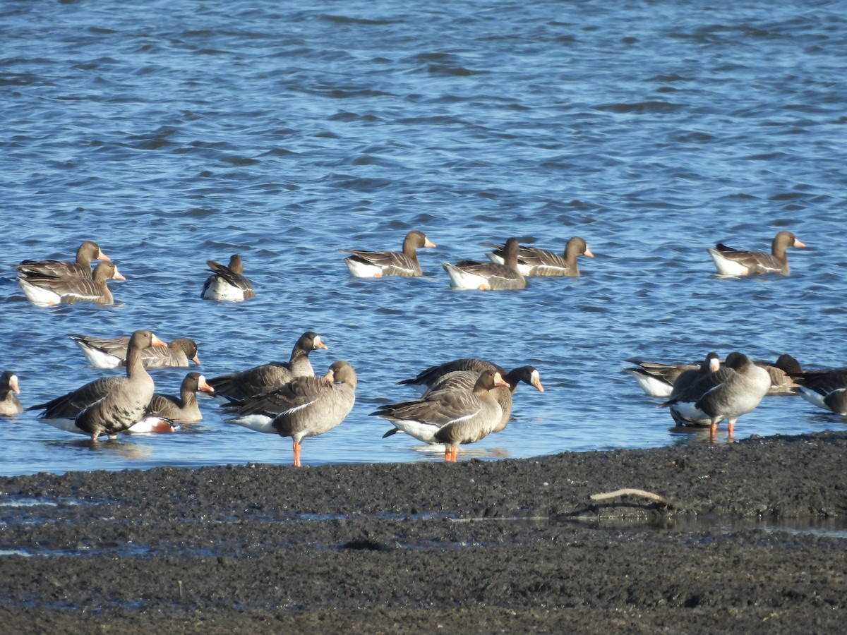 Greater White-fronted Goose - ML615932696
