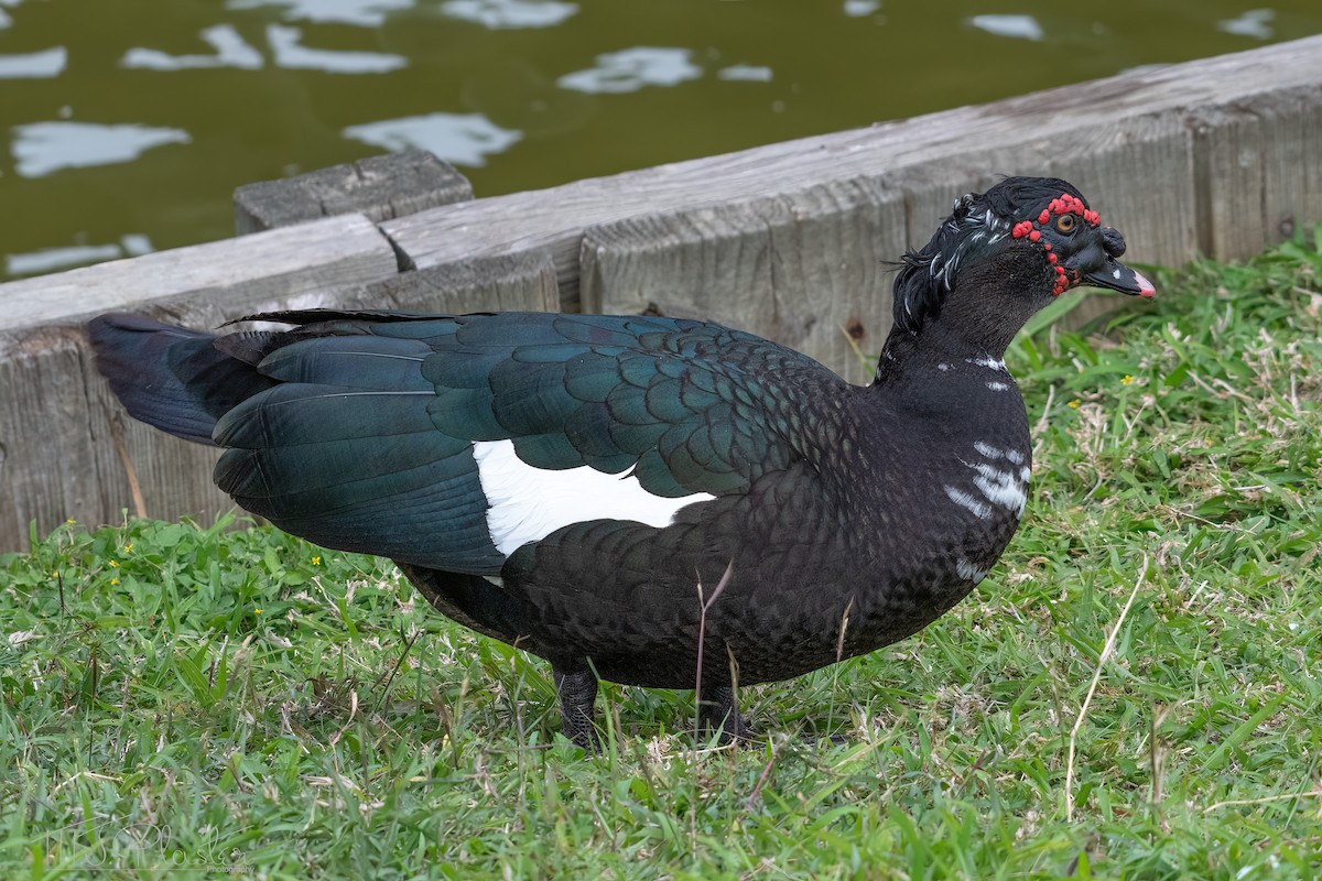 Muscovy Duck (Domestic type) - Michael Plaster