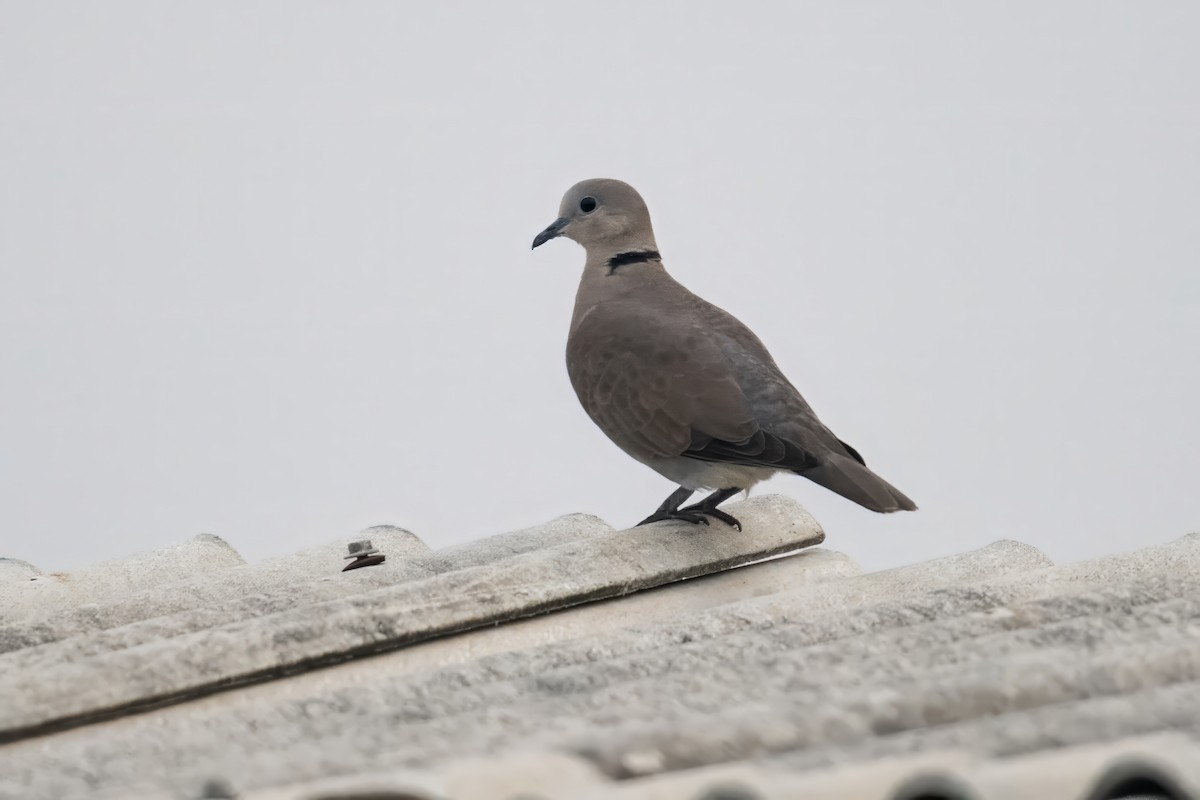 Red Collared-Dove - ML615932728