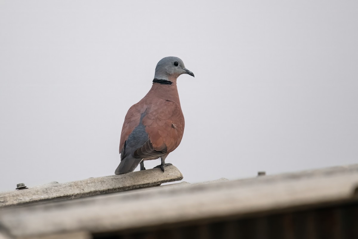 Red Collared-Dove - ML615932729