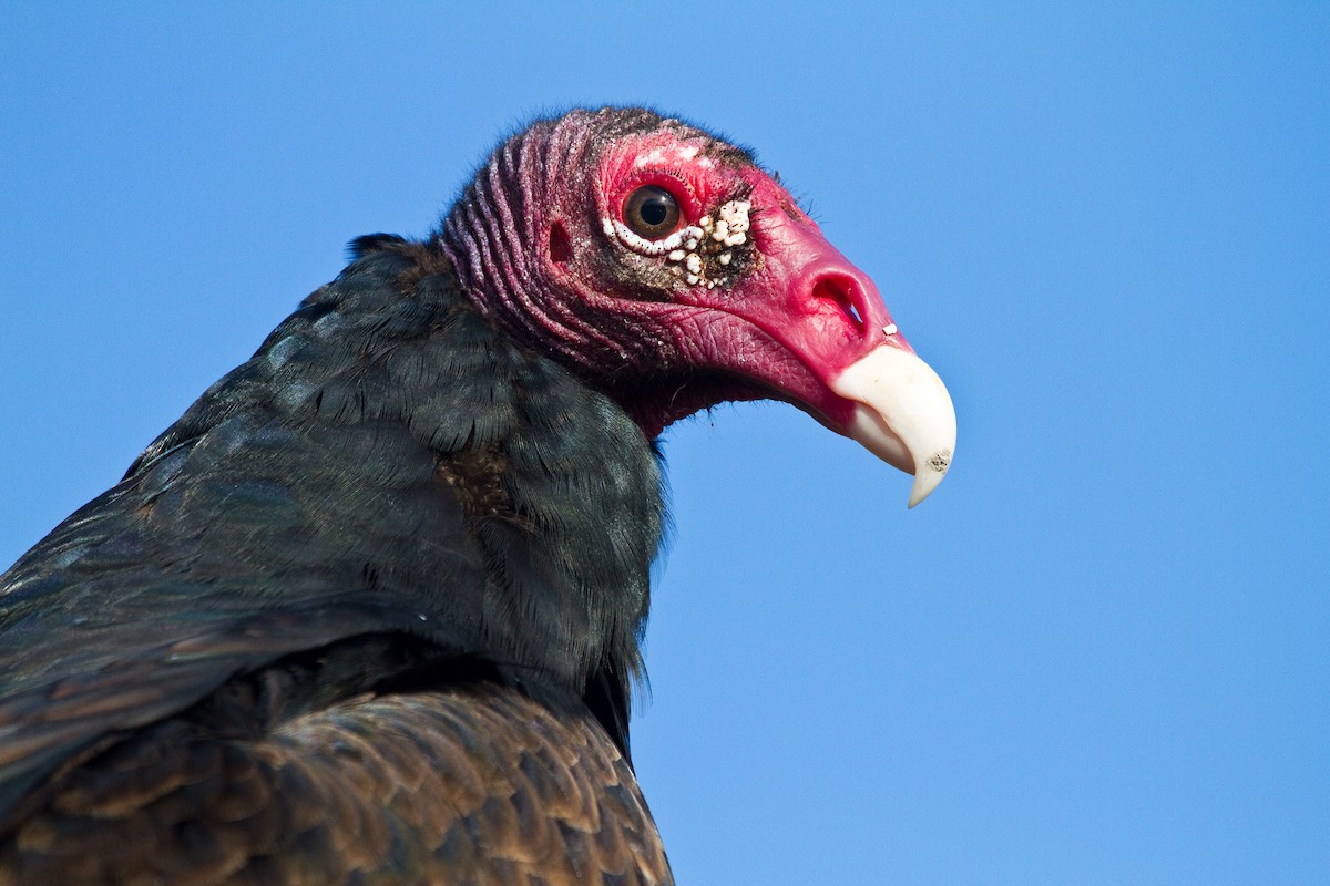 Turkey Vulture - Frank Salmon