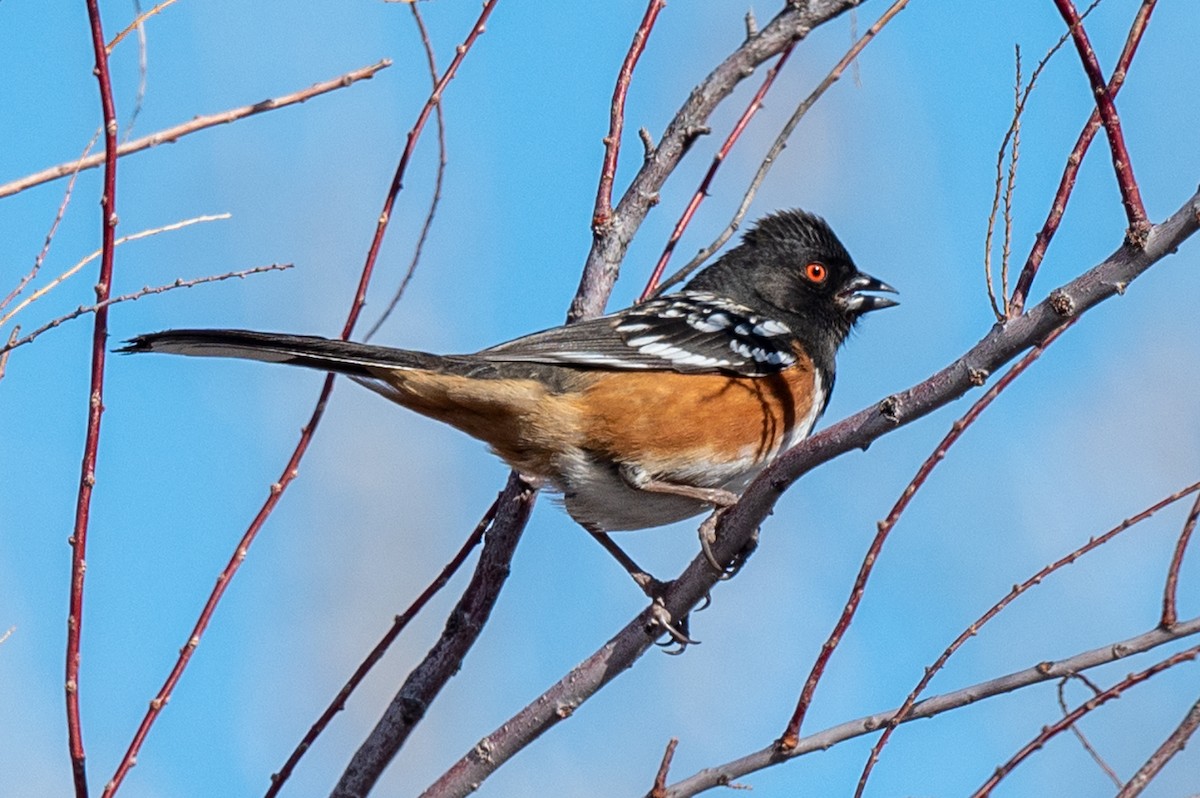 Spotted Towhee - ML615932785