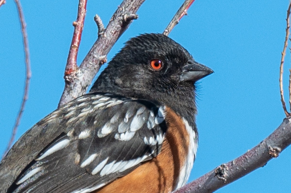 Spotted Towhee - ML615932797