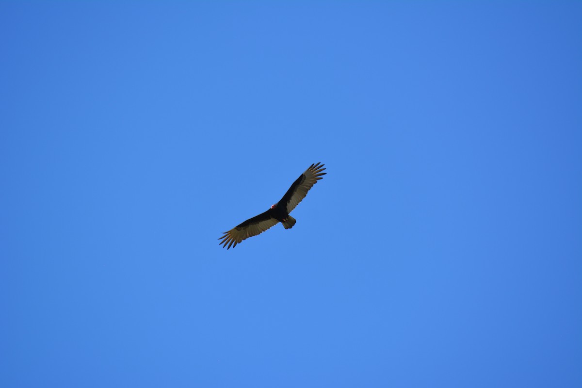 Turkey Vulture - ML615932829