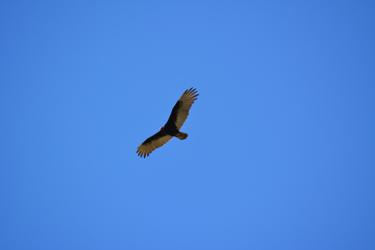 Turkey Vulture - ML615932830
