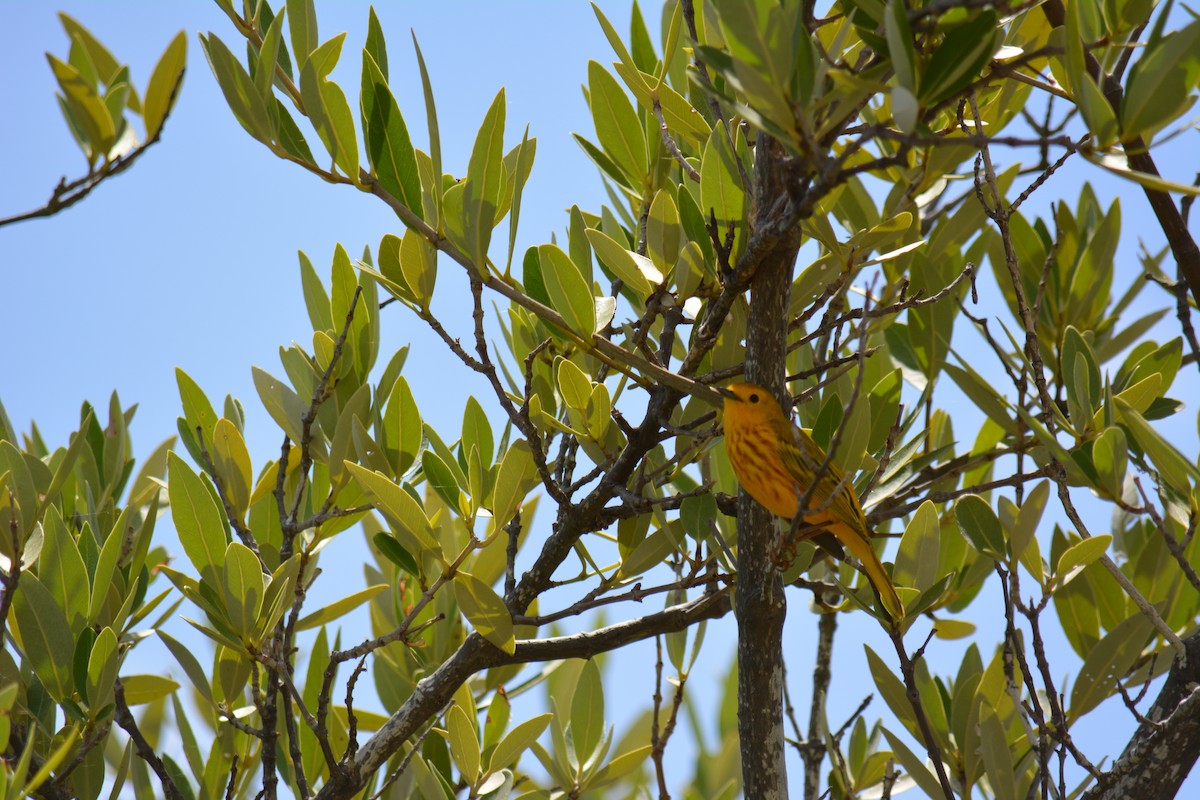 Yellow Warbler (Golden) - ML615932867