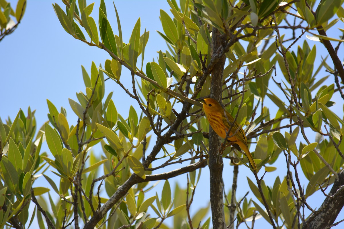 Yellow Warbler (Golden) - ML615932868